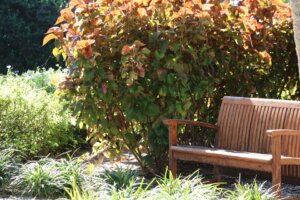 bench in park